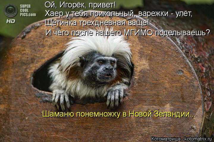 Ой, Игорёк, привет! Хаер у тебя прикольный, варежки - улёт, Щетинка трехдневная ваще! И чего после на... Котоматрица: Ой, Игорёк, привет! Хаер у тебя прикольный, варежки - улёт, Щетинка трехдневная ваще! И чего после нашего МГИМО поделываешь? Шаманю понемножк