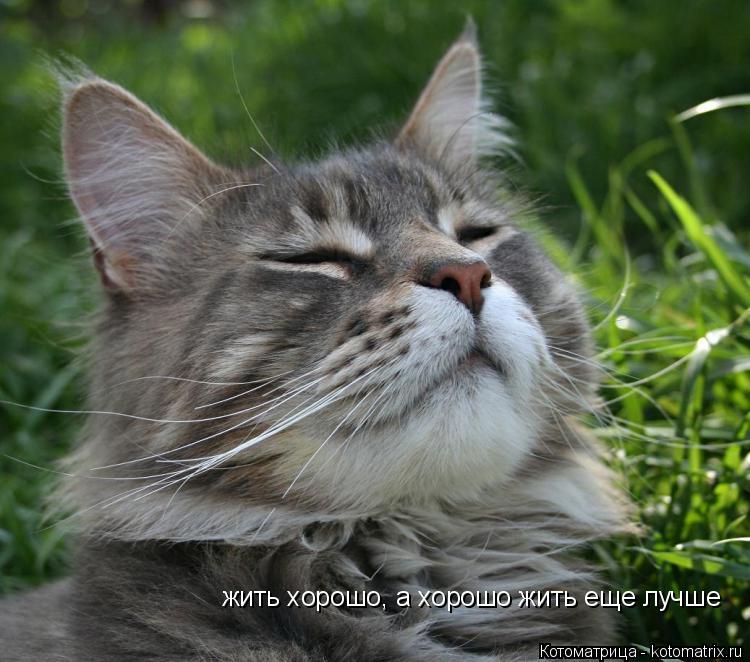 жить хорошо, а хорошо жить еще лучше... Котоматрица: жить хорошо, а хорошо жить еще лучше
