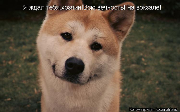Я ждал тебя,хозяин!Всю вечность! на вокзале!... Котоматрица: Я ждал тебя,хозяин!Всю вечность! на вокзале!