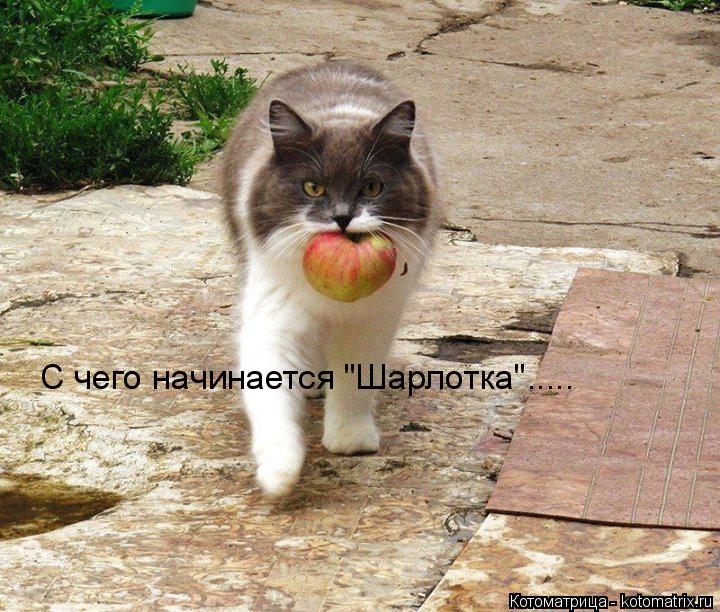 С чего начинается "Шарлотка"........ Котоматрица: С чего начинается "Шарлотка".....