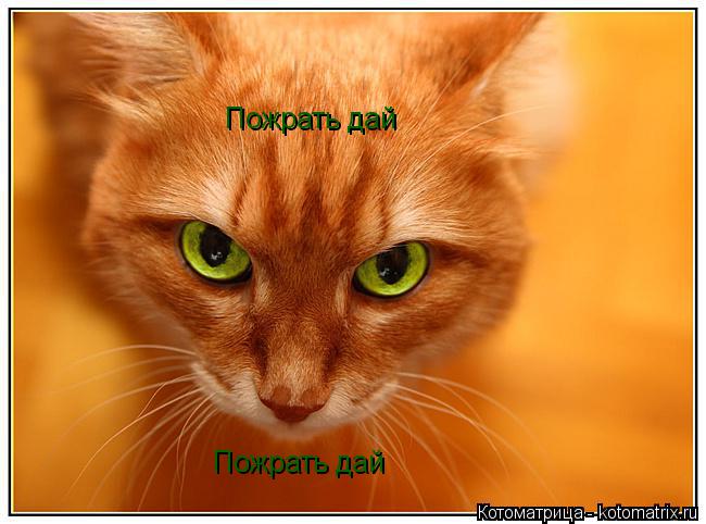 Пожрать дай Пожрать дай... Котоматрица: Пожрать дай Пожрать дай