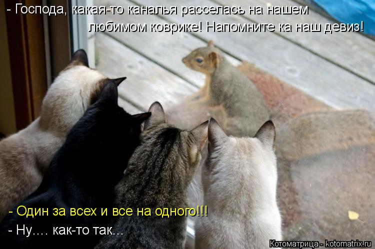- Господа, какая-то каналья расселась на нашем любимом коврике! Напомните ка наш девиз! - Один за все... Котоматрица: - Господа, какая-то каналья расселась на нашем любимом коврике! Напомните ка наш девиз! - Один за всех и все на одного!!! - Ну…. как-то так…