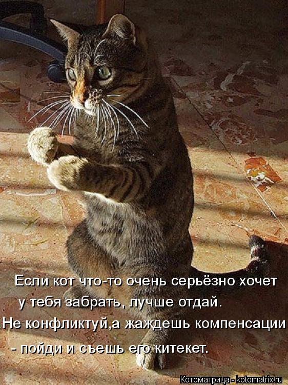Если кот что-то очень серьёзно хочет у тебя забрать, лучше отдай. Не конфликтуй,а жаждешь компенсаци... Котоматрица: Если кот что-то очень серьёзно хочет у тебя забрать, лучше отдай. Не конфликтуй,а жаждешь компенсации - пойди и съешь его китекет.