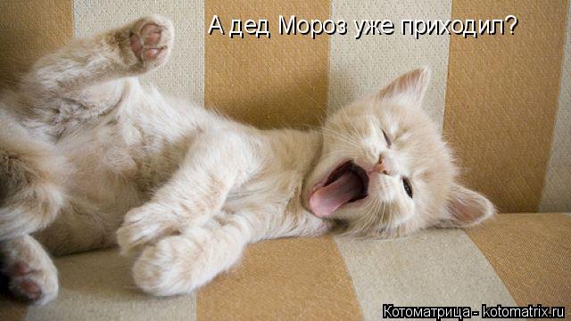 А дед Мороз уже приходил?... Котоматрица: А дед Мороз уже приходил?