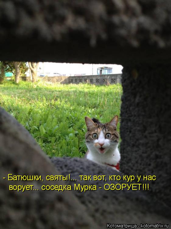 Котоматрица: - Батюшки, святы!... так вот, кто кур у нас ворует... соседка Мурка - ОЗОРУЕТ!!!