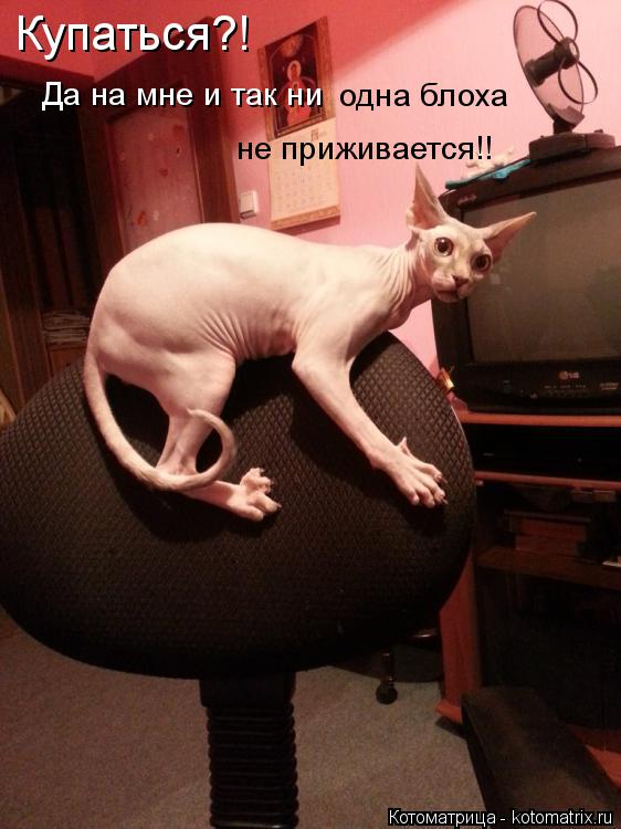 Купаться?! Да на мне и так ни одна блоха не приживается!!... Котоматрица: Купаться?! Да на мне и так ни одна блоха не приживается!!