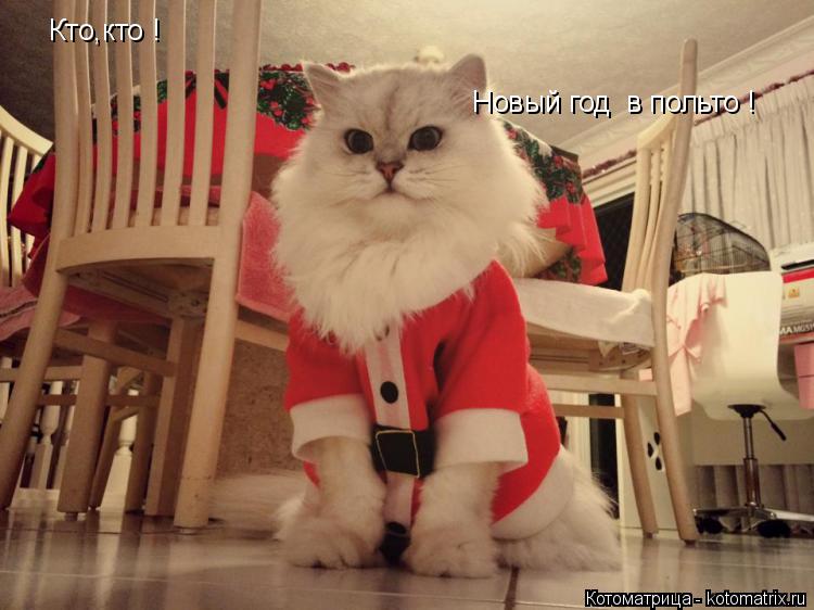 Кто,кто ! Новый год в польто !... Котоматрица: Кто,кто ! Новый год в польто !