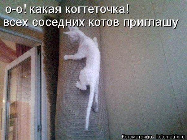 Котоматрица: о-о! какая когтеточка! всех соседних котов приглашу