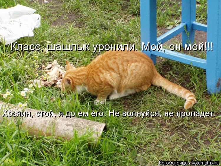 Котоматрица: Класс, шашлык уронили. Мой, он мой!!! Хозяин, стой, я до ем его. Не волнуйся, не пропадет.