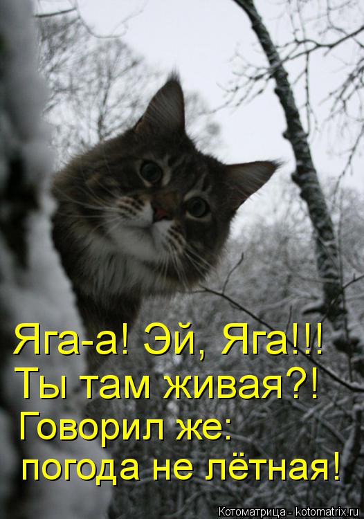 Котоматрица: Яга-а! Эй, Яга!!! Ты там живая?! Говорил же: погода не лётная!