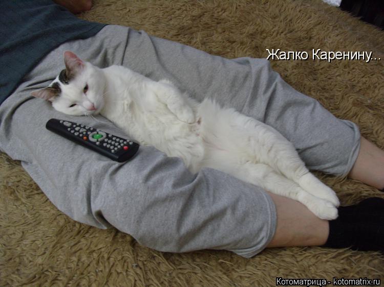 Жалко Каренину...... Котоматрица: Жалко Каренину...