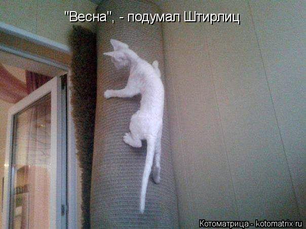 "Весна", - подумал Штирлиц... Котоматрица: "Весна", - подумал Штирлиц