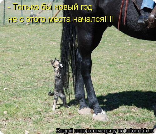 - Только бы новый год не с этого места начался!!!!... Котоматрица: - Только бы новый год не с этого места начался!!!!