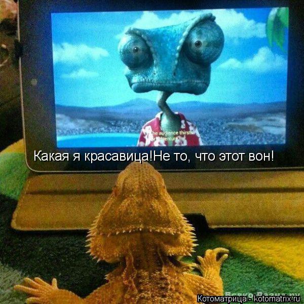 Какая я красавица!Не то, что этот вон!... Котоматрица: Какая я красавица!Не то, что этот вон!