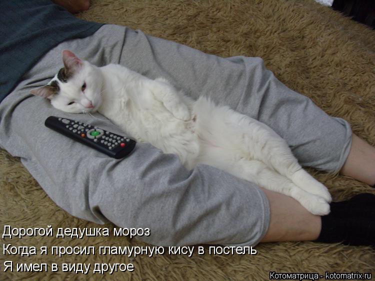 Котоматрица: Дорогой дедушка мороз Когда я просил гламурную кису в постель Я имел в виду другое