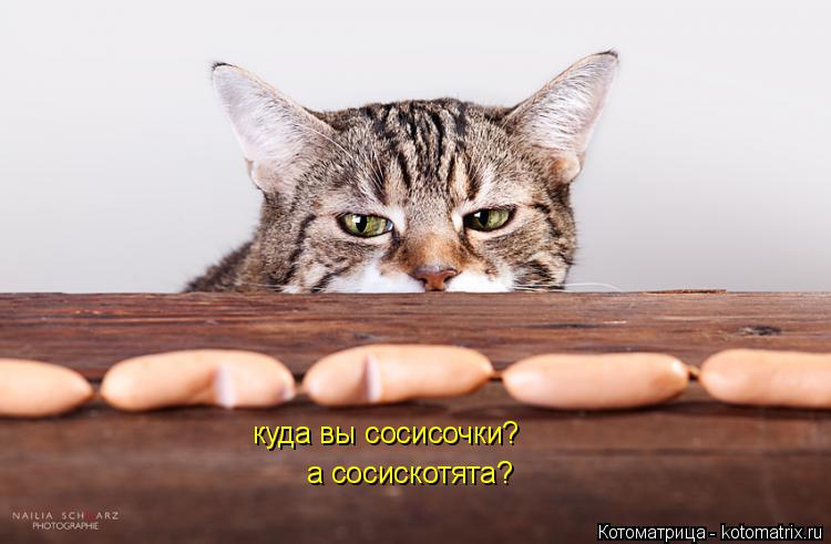 куда вы сосисочки? а сосискотята?... Котоматрица: куда вы сосисочки? а сосискотята?