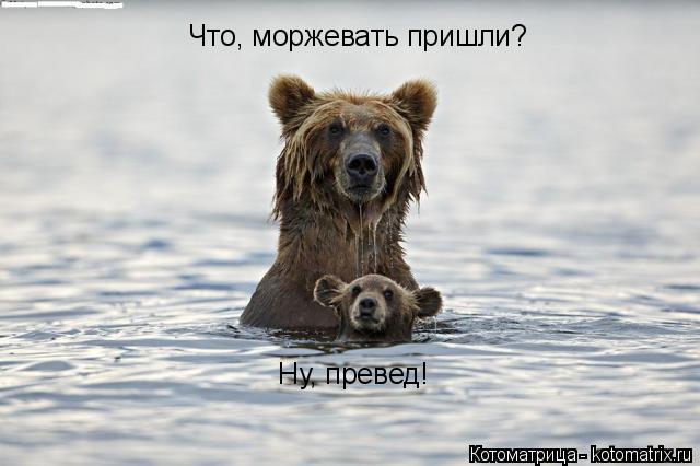 Что, моржевать пришли? Ну, превед!... Котоматрица: Что, моржевать пришли? Ну, превед!