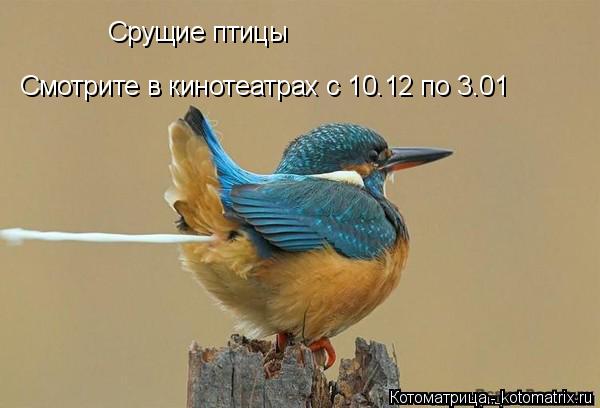 Срущие птицы Смотрите в кинотеатрах с 10.12 по 3.01... Котоматрица: Срущие птицы Смотрите в кинотеатрах с 10.12 по 3.01