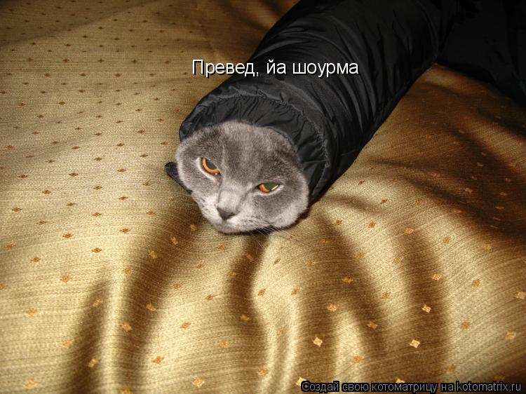 Котоматрица: Превед, йа шоурма