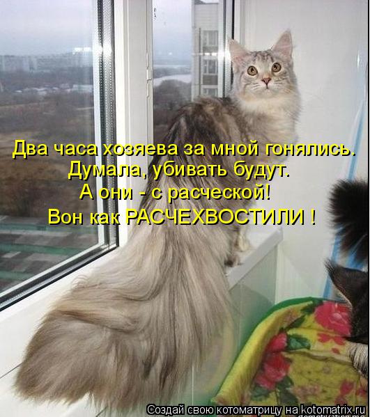 Два часа хозяева за мной гонялись. Думала, убивать будут. А они - с расческой! Вон как РАСЧЕХВОСТИЛИ ... Котоматрица: Два часа хозяева за мной гонялись. Думала, убивать будут. А они - с расческой! Вон как РАСЧЕХВОСТИЛИ !