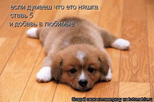 Котоматрица: если думаеш что ето няшка ставь 5 и добавь в любимые