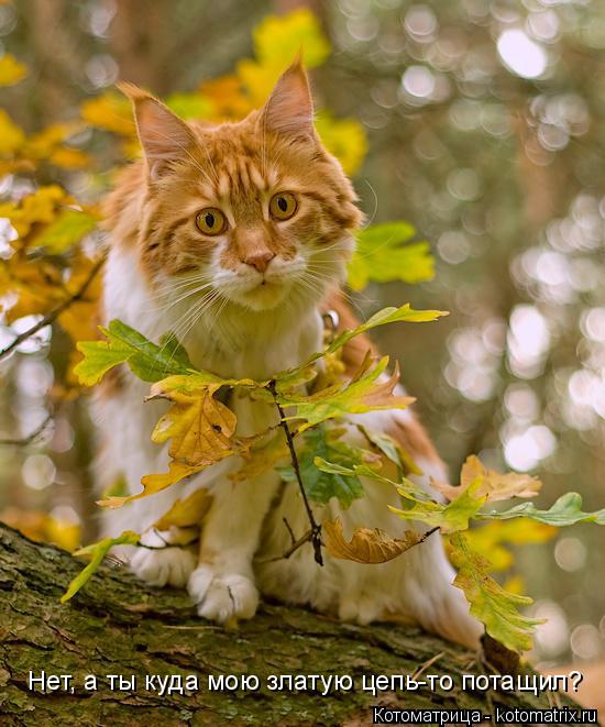 Нет, а ты куда мою златую цепь-то потащил?... Котоматрица: Нет, а ты куда мою златую цепь-то потащил?