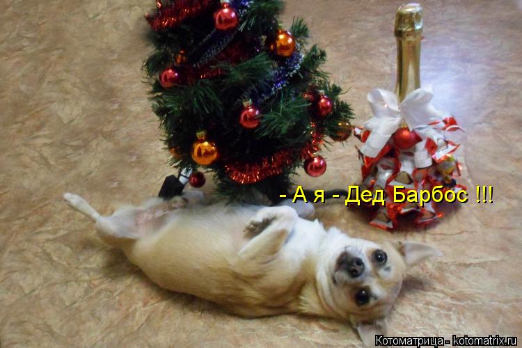 - А я - Дед Барбос !!!... Котоматрица: - А я - Дед Барбос !!!