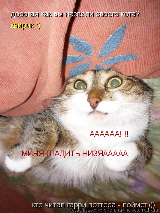 дорогая как вы назвали своего кота? квирик :) АААААА!!!! МИНЯ ГЛАДИТЬ НИЗЯААААА кто читал гарри потте... Котоматрица: дорогая как вы назвали своего кота? квирик :) АААААА!!!! МИНЯ ГЛАДИТЬ НИЗЯААААА кто читал гарри поттера - поймет)))