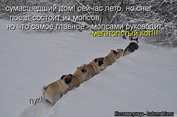 поезд состоит из мопсов, но что самое главное - мопсами руководит... мегатолстый кот!!! сумасшедший д... Котоматрица: поезд состоит из мопсов, но что самое главное - мопсами руководит... мегатолстый кот!!! сумасшедший дом! сейчас лето, но снег, пук!