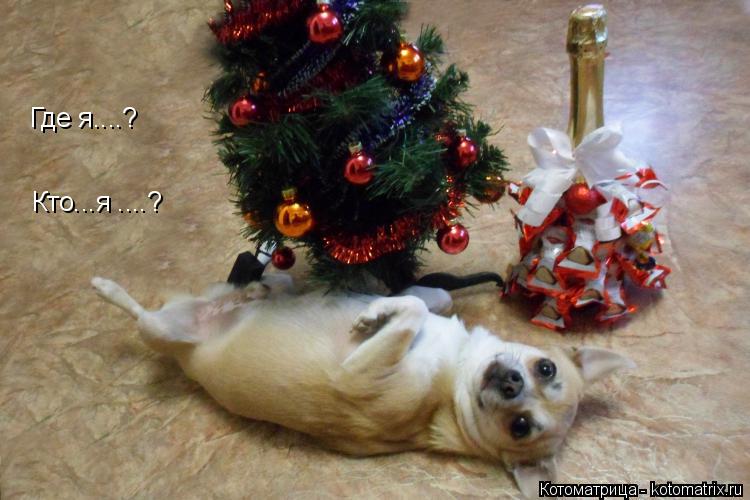 Где я....? Кто...я ....?... Котоматрица: Где я....? Кто...я ....?