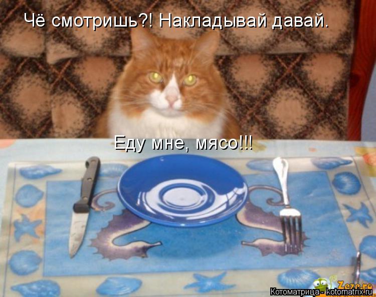 Котоматрица: Чё смотришь?! Накладывай давай.  Еду мне, мясо!!!