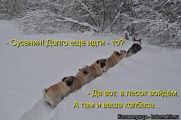 - Сусанин! Долго ещё идти - то? - Да вот, в лесок войдём, А там и ваша колбаса...... Котоматрица: - Сусанин! Долго ещё идти - то? - Да вот, в лесок войдём, А там и ваша колбаса...