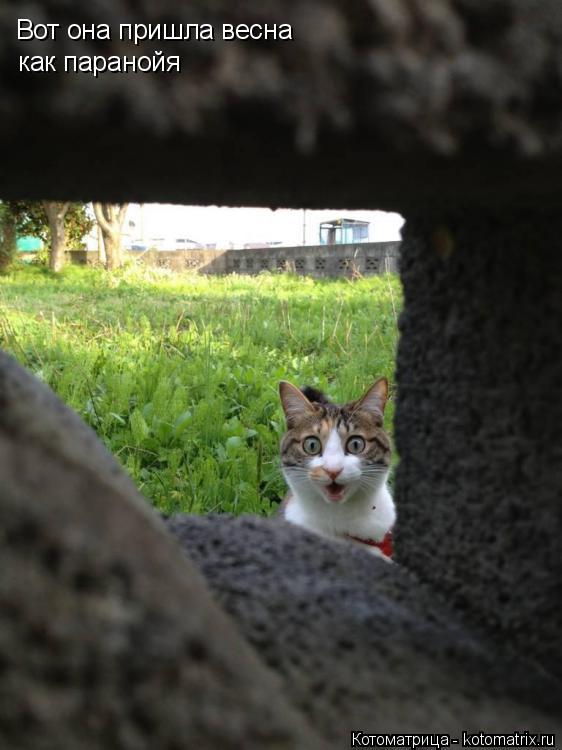 Вот она пришла весна как паранойя... Котоматрица: Вот она пришла весна как паранойя