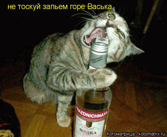 не тоскуй запьем горе Васька... Котоматрица: не тоскуй запьем горе Васька