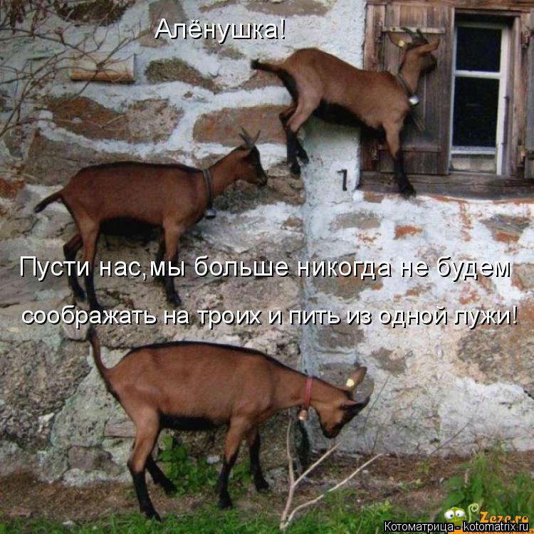 Котоматрица: Алёнушка! Пусти нас,мы больше никогда не будем соображать на троих и пить из одной лужи!