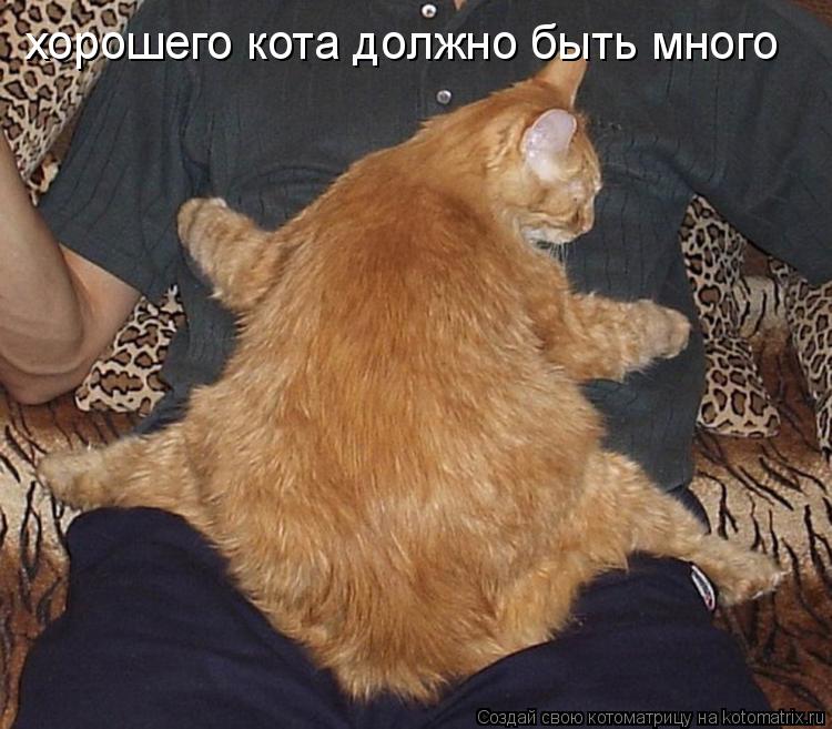Котоматрица: хорошего кота должно быть много
