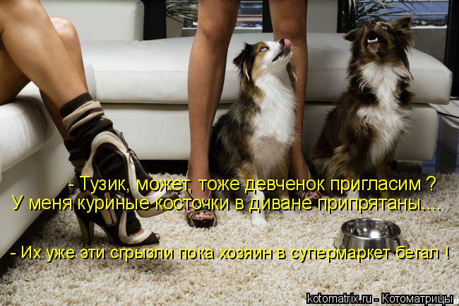 - Тузик, может, тоже девченок пригласим ? У меня куриные косточки в диване припрятаны.... - Их уже эт... Котоматрица: - Тузик, может, тоже девченок пригласим ? У меня куриные косточки в диване припрятаны.... - Их уже эти сгрызли пока хозяин в супермаркет бегал !