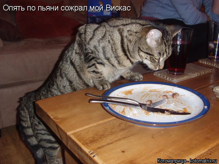 Опять по пьяни сожрал мой Вискас... Котоматрица: Опять по пьяни сожрал мой Вискас