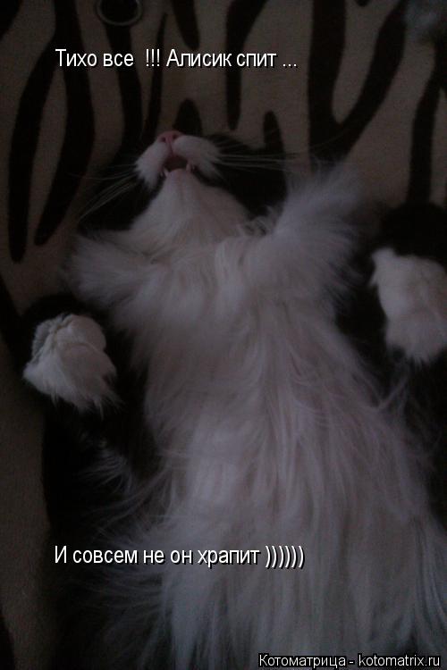 И совсем не он храпит )))))) Тихо все !!! Алисик спит ...... Котоматрица: И совсем не он храпит )))))) Тихо все !!! Алисик спит ...