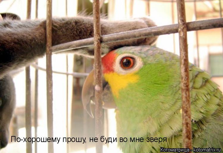 По-хорошему прошу, не буди во мне зверя... Котоматрица: По-хорошему прошу, не буди во мне зверя