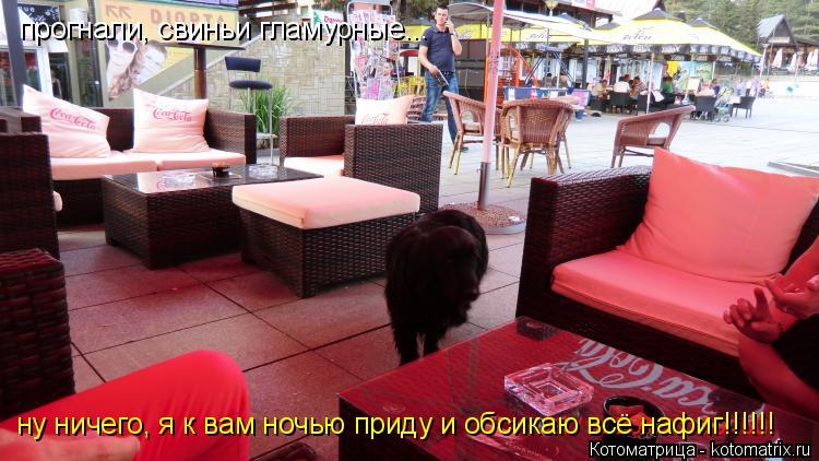 прогнали, свиньи гламурные... ну ничего, я к вам ночью приду и обсикаю всё нафиг!!!!!!... Котоматрица: прогнали, свиньи гламурные... ну ничего, я к вам ночью приду и обсикаю всё нафиг!!!!!!