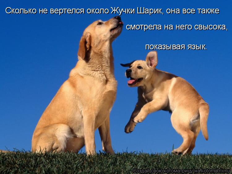 Котоматрица: Сколько не вертелся около Жучки Шарик, она все также смотрела на него свысока, показывая язык.