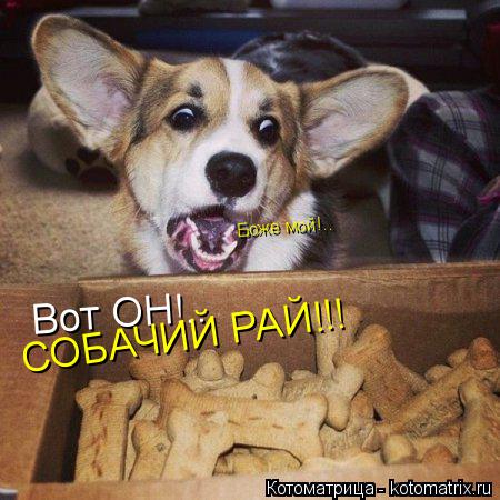 Вот ОН!.. СОБАЧИЙ РАЙ!!! Боже мой!..... Котоматрица: Вот ОН!.. СОБАЧИЙ РАЙ!!! Боже мой!..