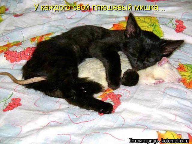 У каждого свой плюшевый мишка...... Котоматрица: У каждого свой плюшевый мишка...