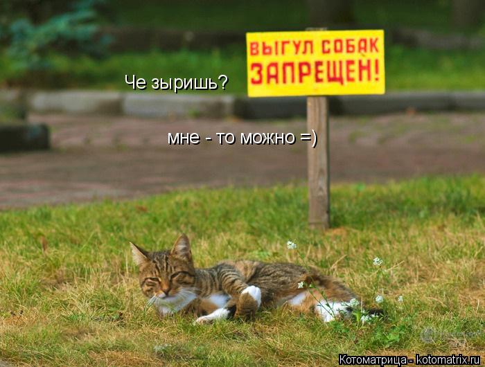 Че зыришь? мне - то можно =)... Котоматрица: Че зыришь? мне - то можно =)