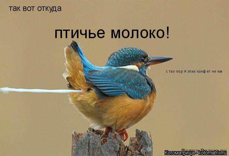 Котоматрица: так вот откуда птичье молоко! с тех пор я этих конфет не ем
