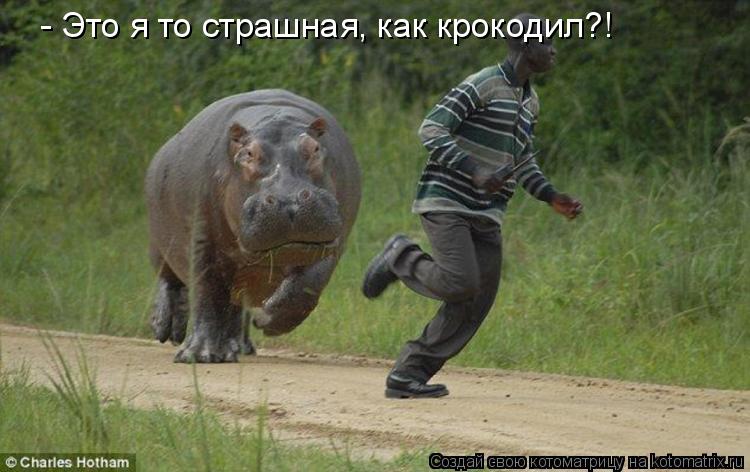 - Это я то страшная, как крокодил?!... Котоматрица: - Это я то страшная, как крокодил?!