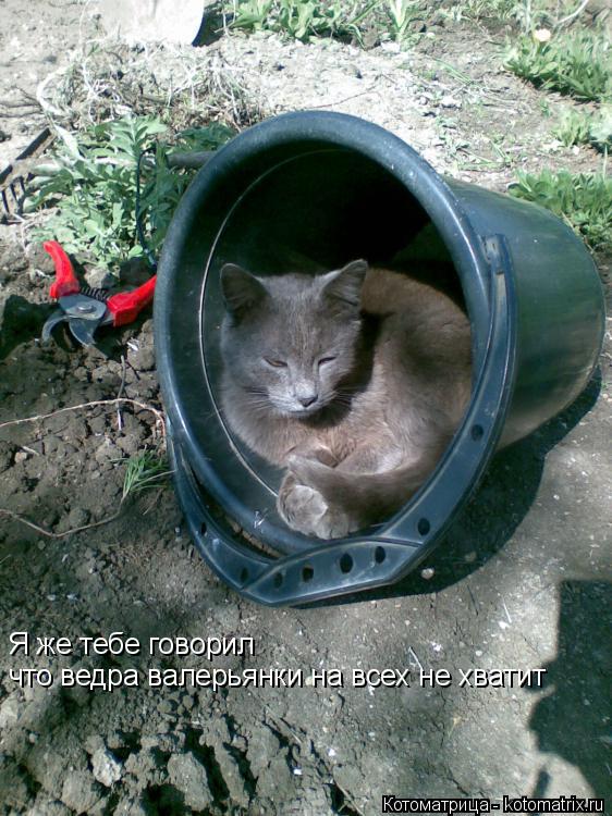 Я же тебе говорил что ведра валерьянки на всех не хватит... Котоматрица: Я же тебе говорил что ведра валерьянки на всех не хватит