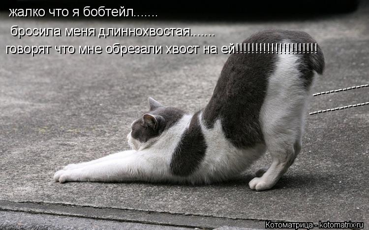жалко что я бобтейл....... ---------------------------- ---------------------------- бросила меня дли... Котоматрица: жалко что я бобтейл....... ---------------------------- ---------------------------- бросила меня длиннохвостая....... говорят что мне обрезали хвост на ей!!!!!!!!!!!!!!!!!!!!!