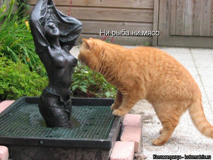 Ни рыба ни мясо... Котоматрица: Ни рыба ни мясо